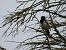 Eurasian Magpie (Pica pica) © Juana Oyanguren