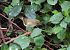 Willow Warbler (Phylloscopus trochilus) © Juana Oyanguren