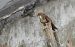 Common Buzzard (Buteo buteo) © Juana Oyanguren