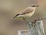 Northern Wheatear  - Juana Oyanguren