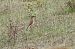 Northern Wheatear  - Juana Oyanguren