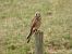 Belatz gorria (Falco tinnunculus) © Juana Oyanguren