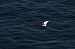 Aigrette garzette - Juana Oyanguren
