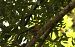 Txantxangorria (Erithacus rubecula) © Juana Oyanguren