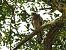 Belatz gorria (Falco tinnunculus) © Juana Oyanguren