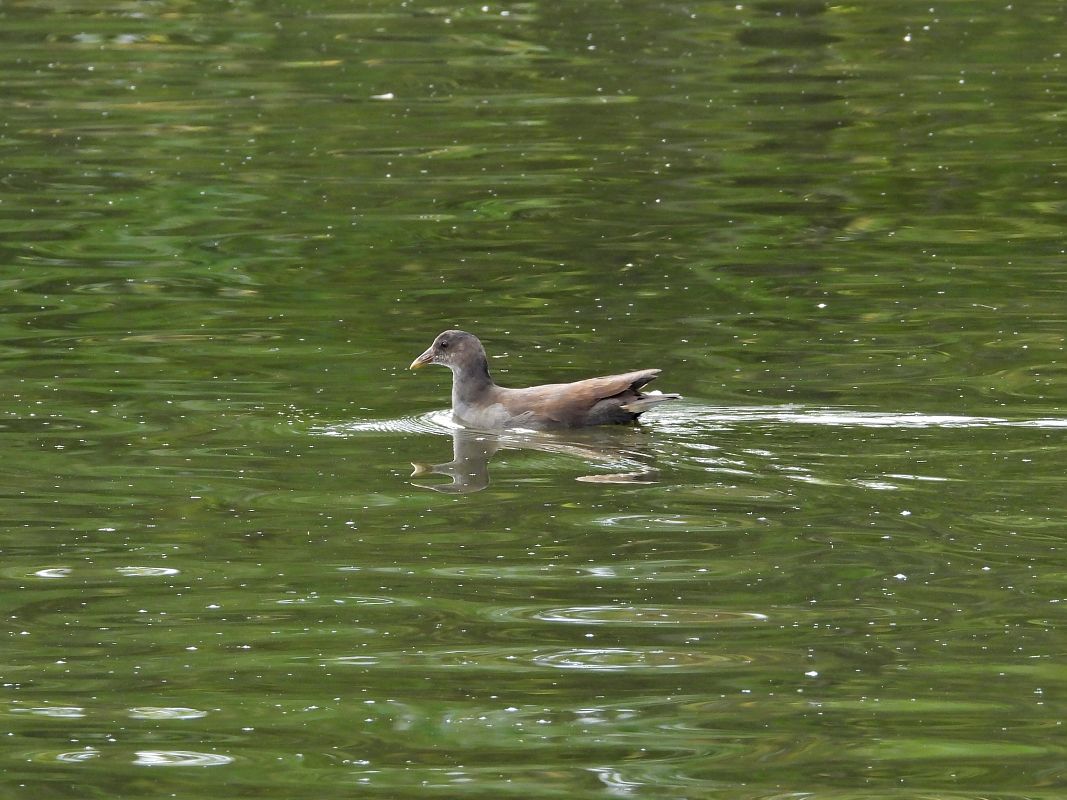 Common Moorhen  - Alfredo Herrero