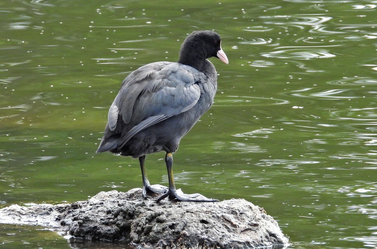 Eurasian Coot  - Alfredo Herrero