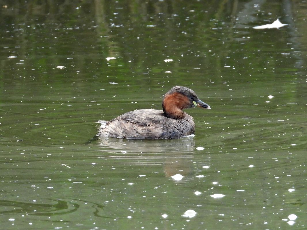 Little Grebe  - Alfredo Herrero