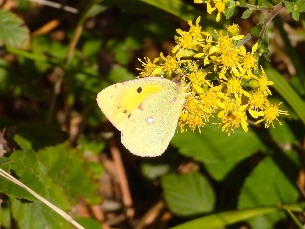Colias crocea  - Alfredo Herrero