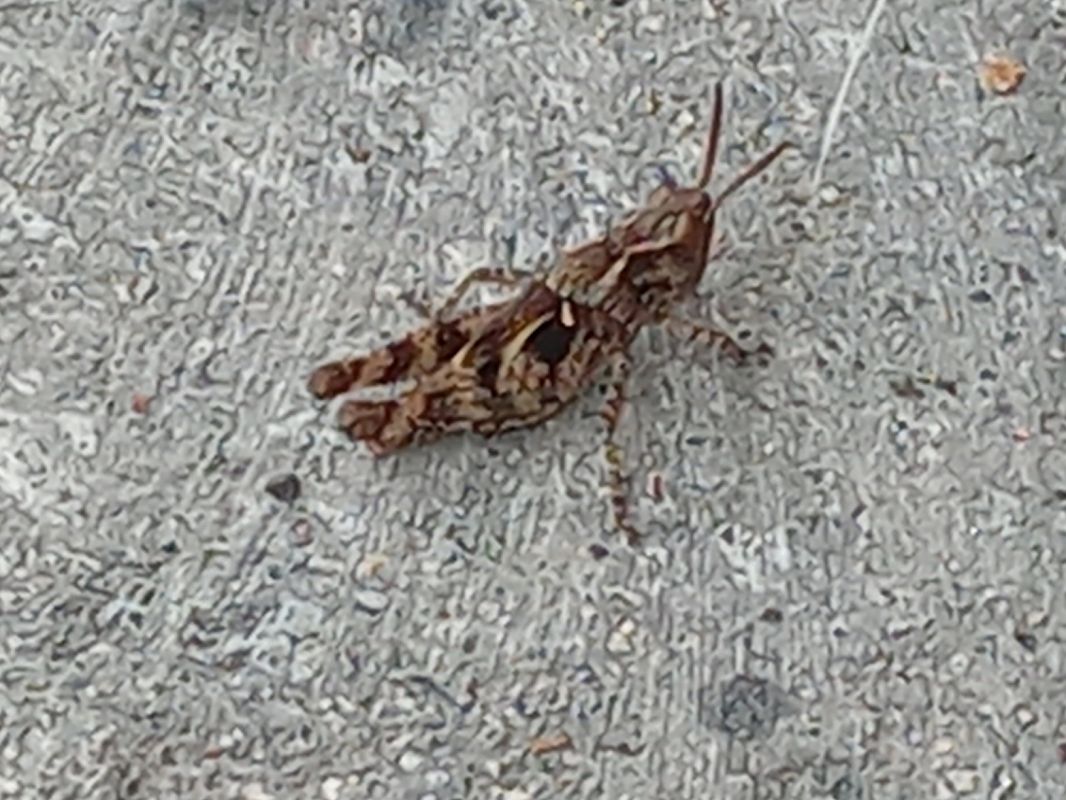 Calliptamus sp.  - Serafín Alarcón