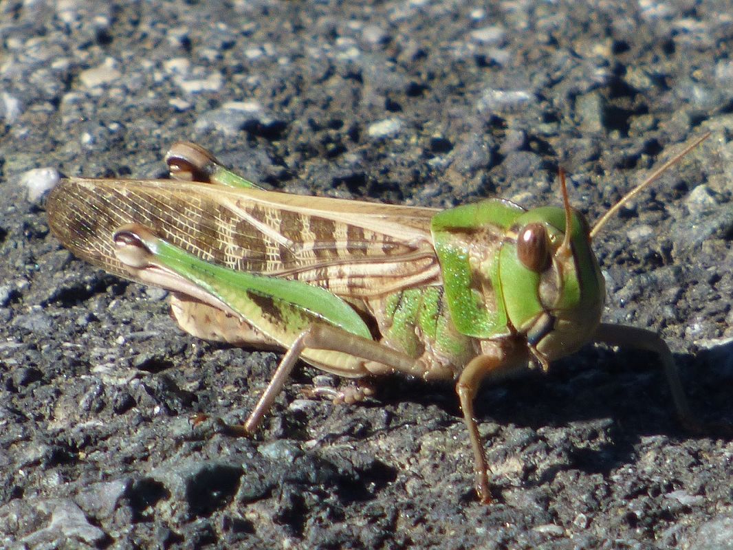 Locusta migratoria  - Serafín Alarcón
