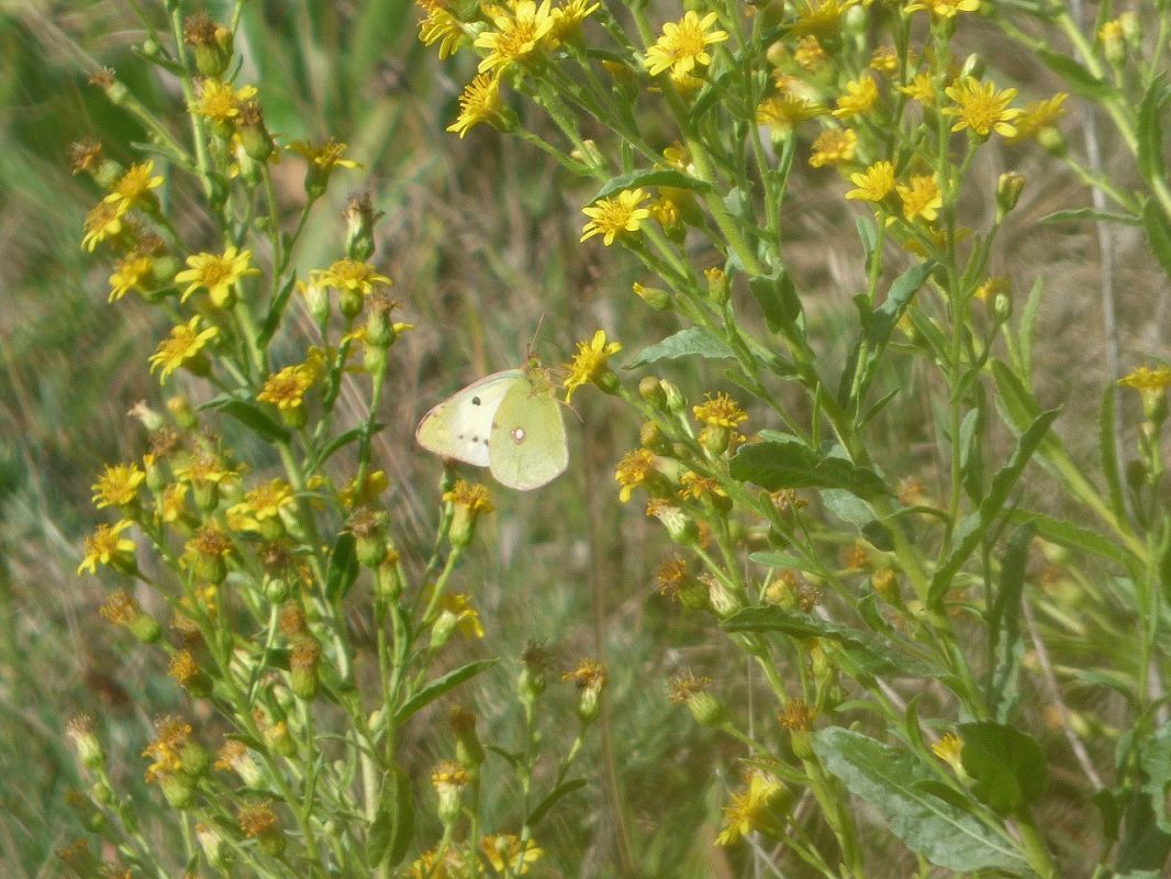 Colias alfacariensis / hyale  - Serafín Alarcón