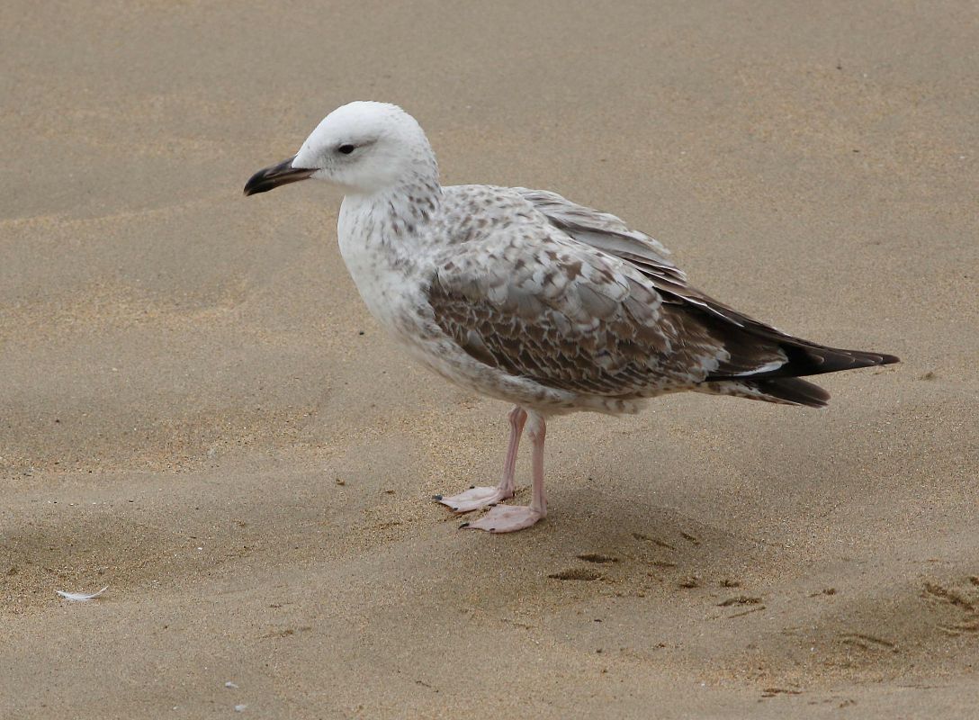 Larus cachinnans  - Alfredo Valiente