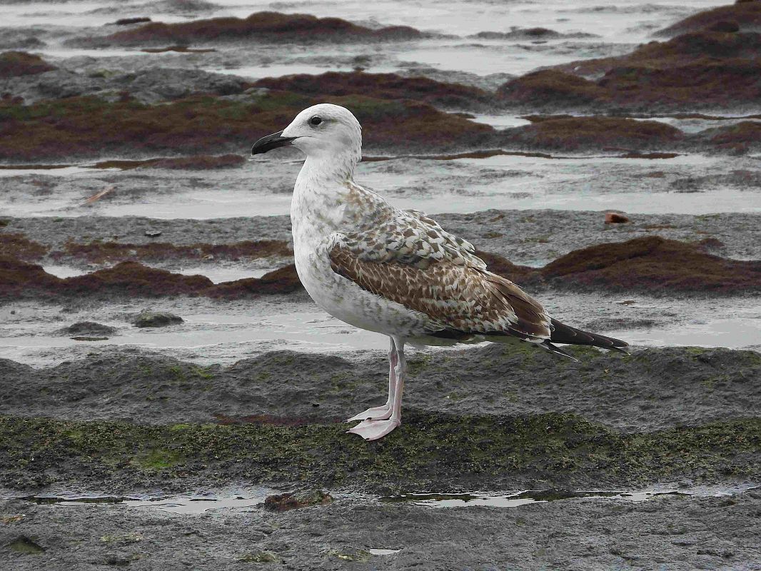 Larus cachinnans  - Alfredo Valiente