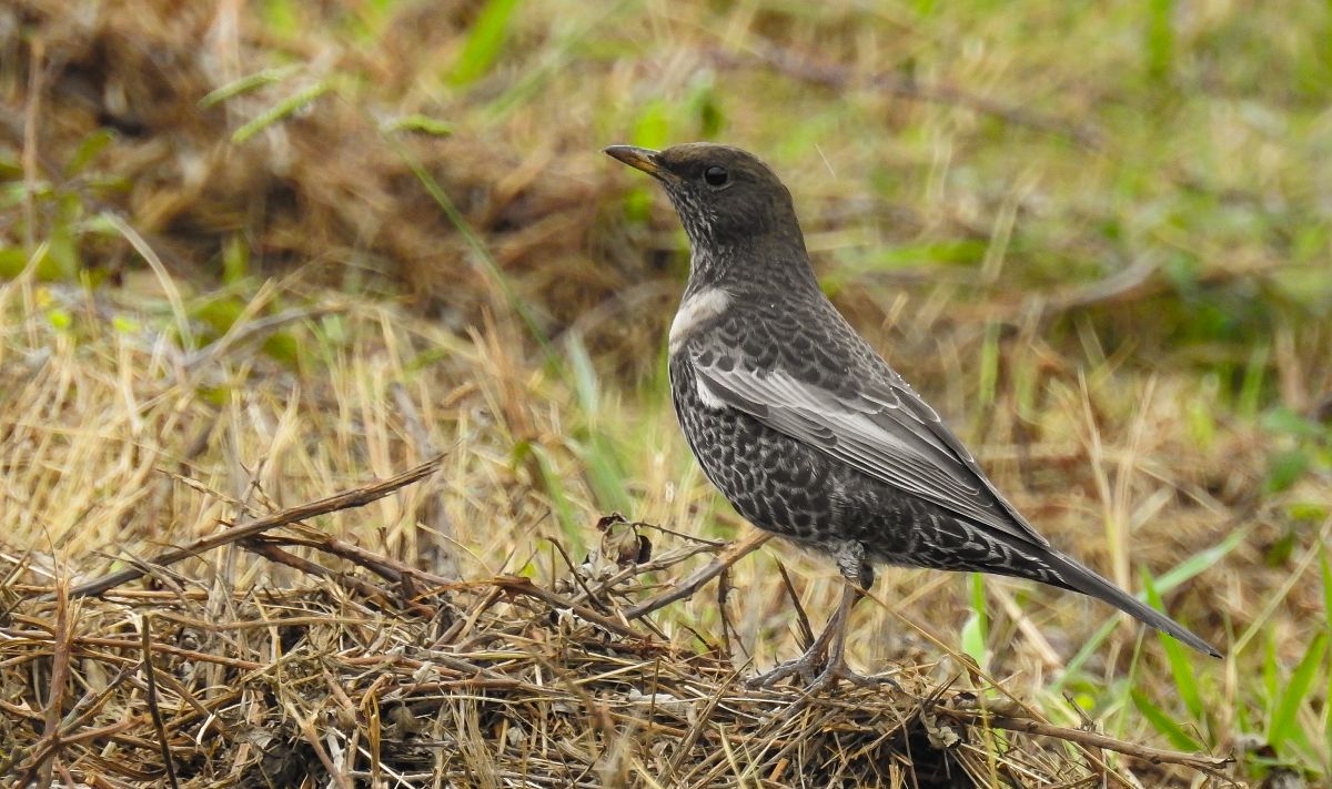 Turdus torquatus torquatus  - David Santamaría