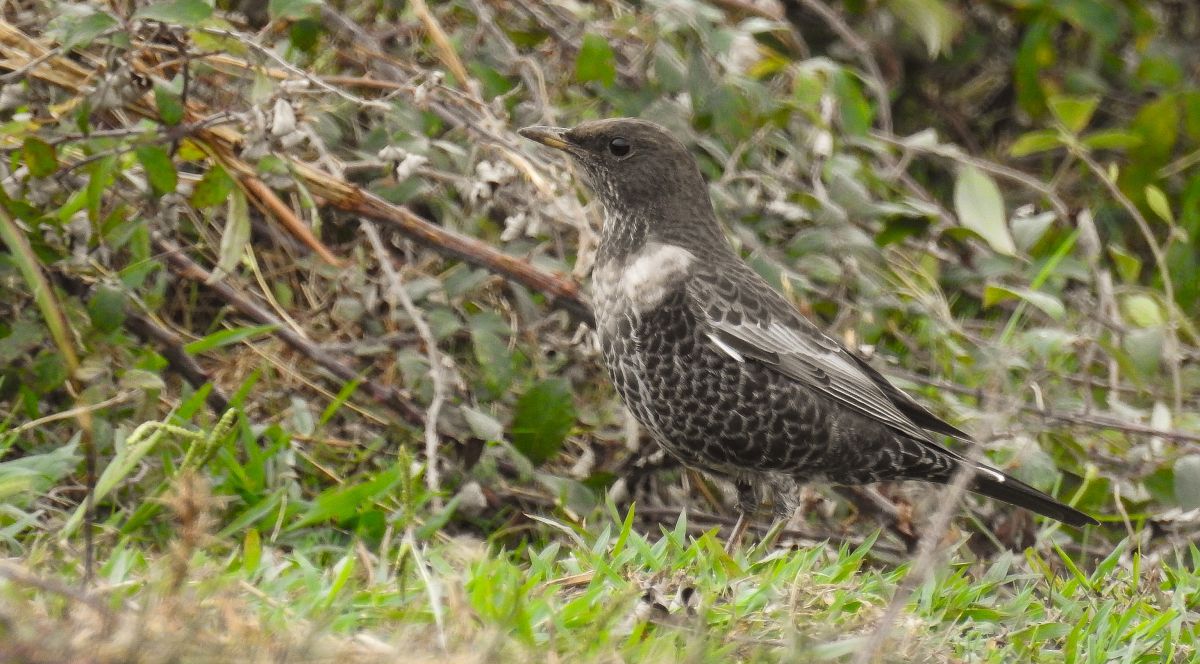 Turdus torquatus torquatus  - David Santamaría
