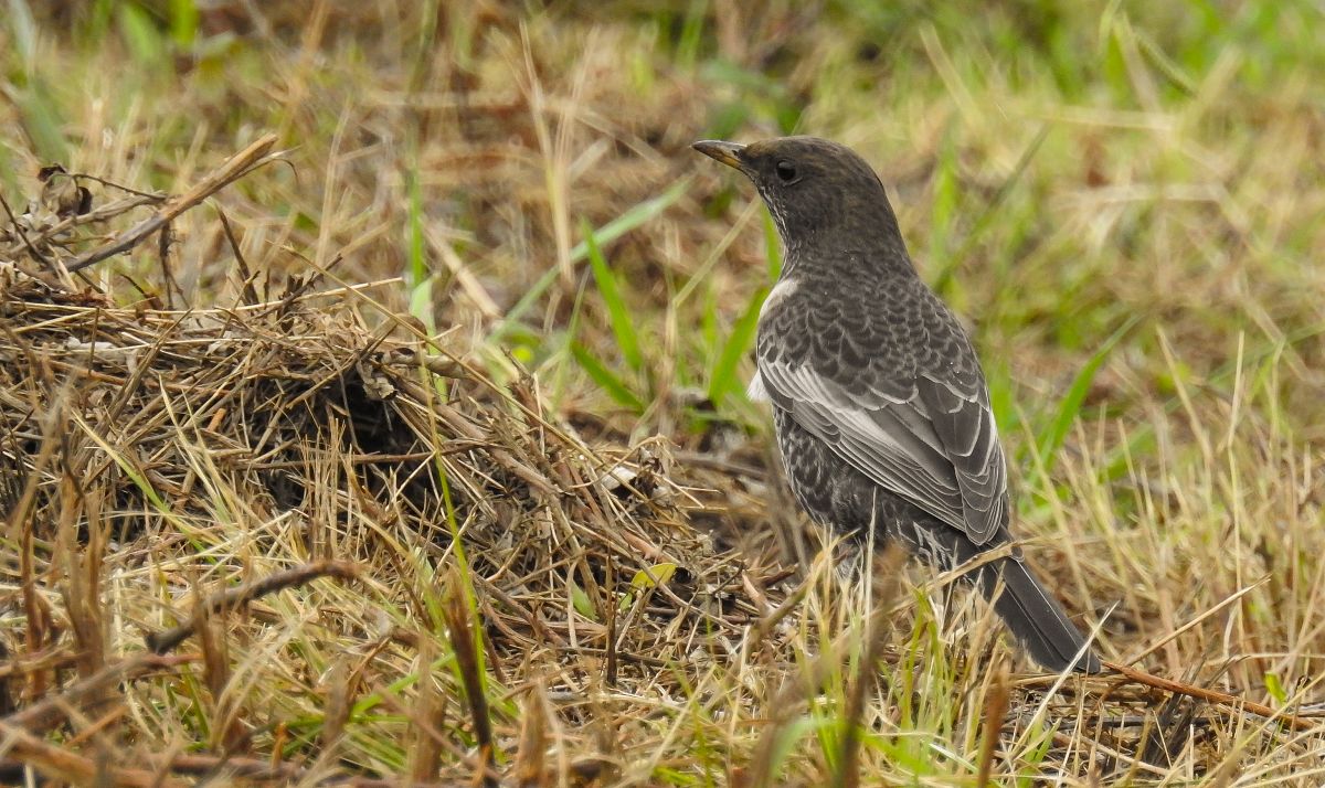 Turdus torquatus torquatus  - David Santamaría