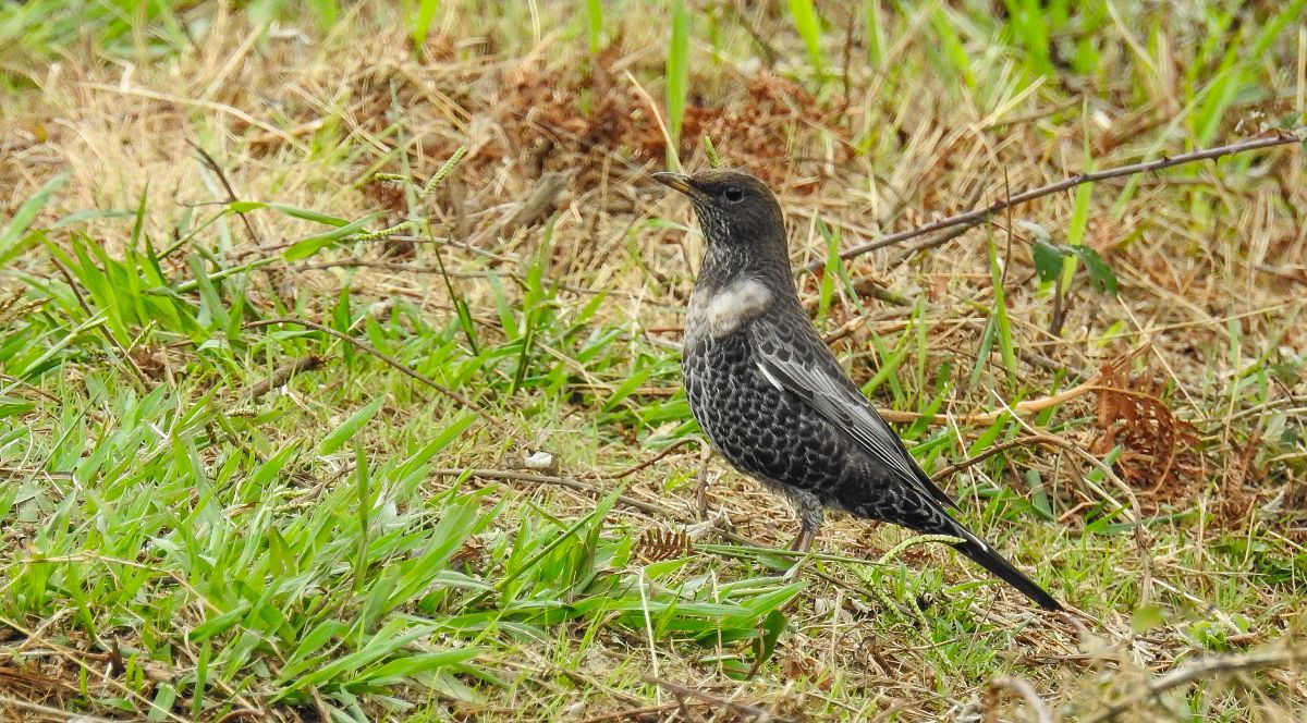 Turdus torquatus torquatus  - David Santamaría