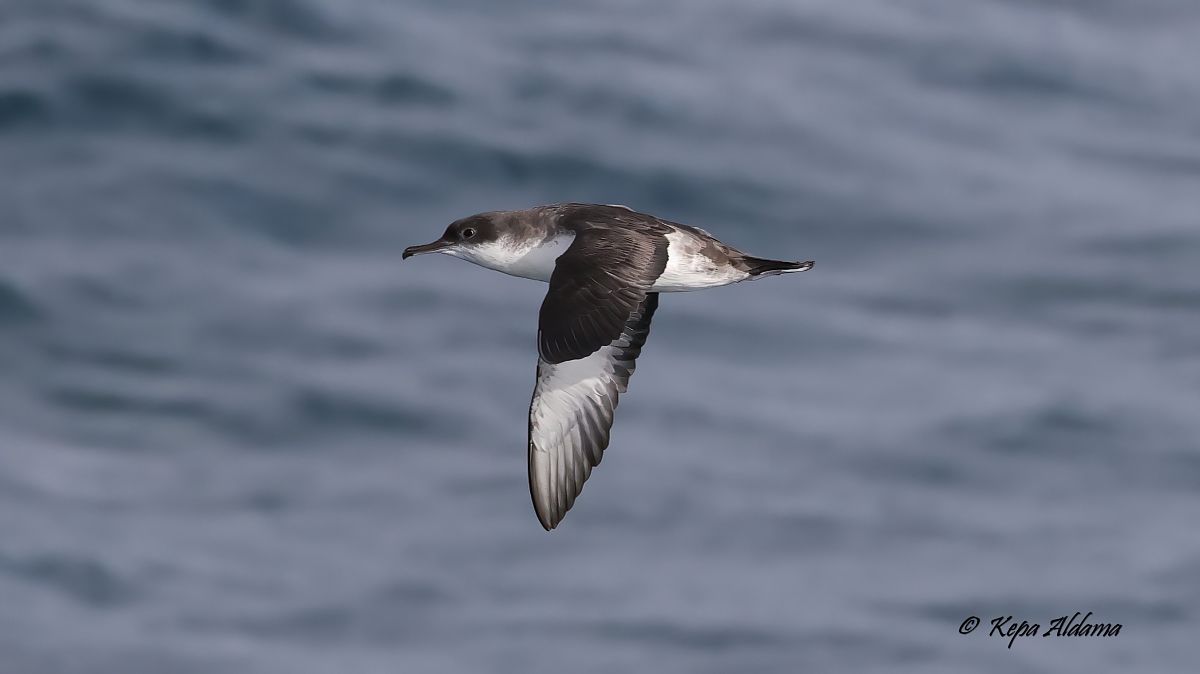 Puffinus yelkouan  - Kepa Aldama