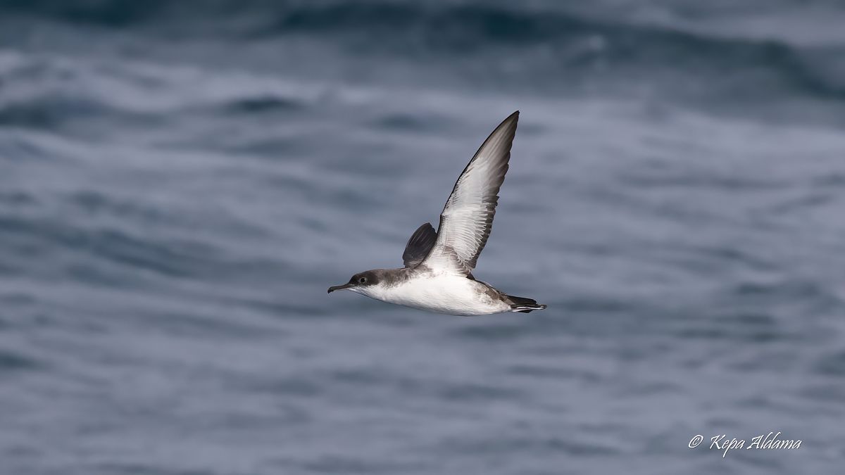 Puffinus yelkouan  - Kepa Aldama
