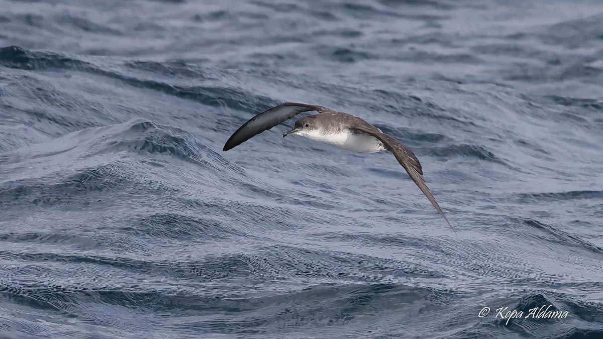 Puffinus yelkouan  - Kepa Aldama