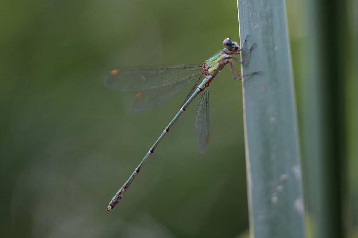 Chalcolestes viridis  - Isabel Garnika