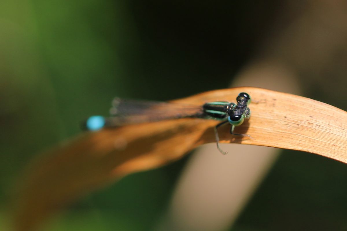Ischnura graellsii  - Isabel Garnika