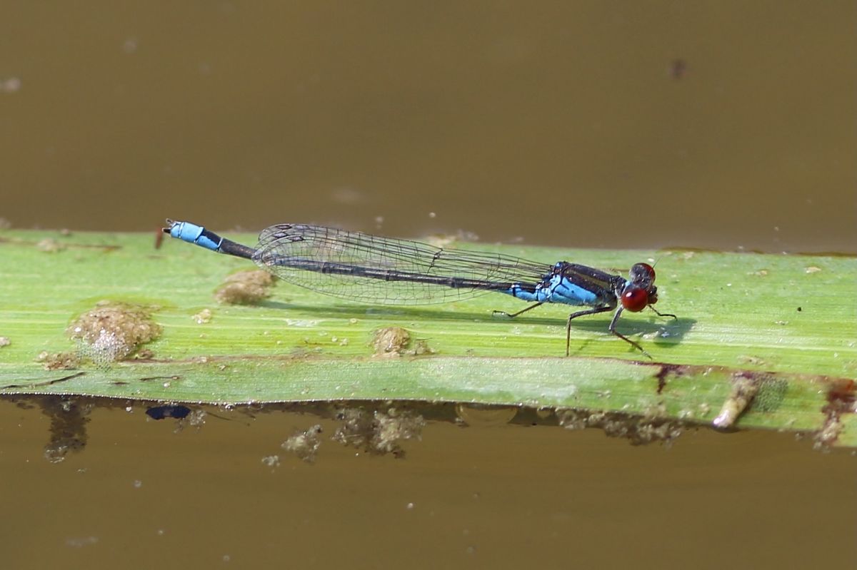 Erythromma viridulum  - Isabel Garnika