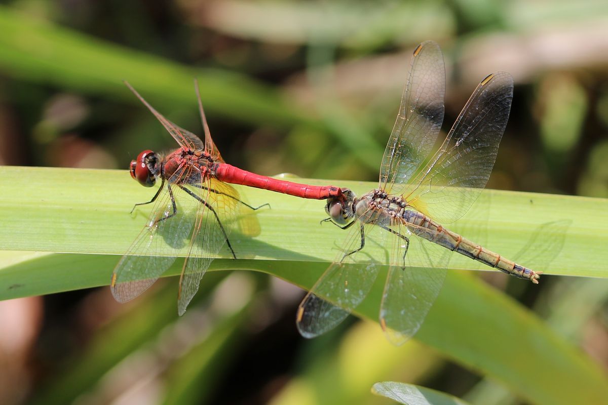 Sympetrum fonscolombii  - Isabel Garnika