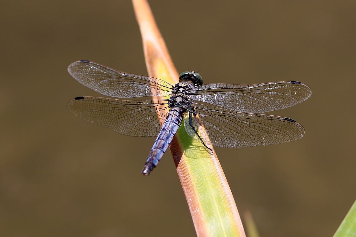 Orthetrum cancellatum  - Isabel Garnika