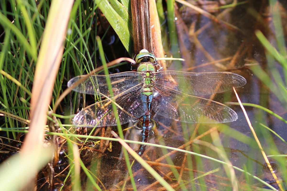 Anax imperator  - Isabel Garnika