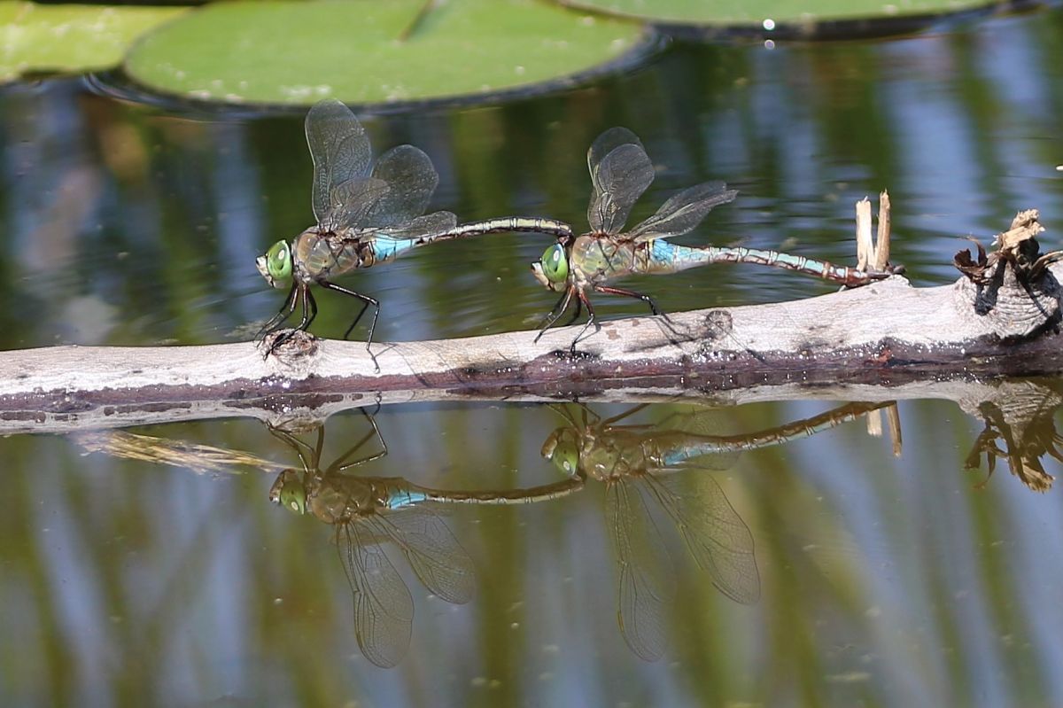 Anax parthenope  - Isabel Garnika