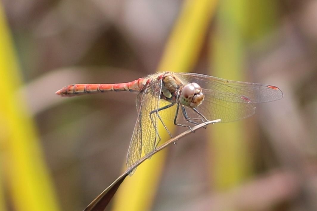 Sympetrum striolatum  - Isabel Garnika