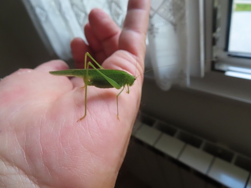 Phaneroptera sp.  - Jose Manuel Unanue