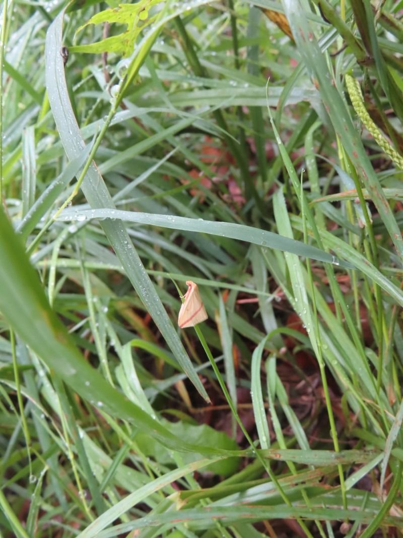 Rhodometra sacraria  - Jose Manuel Unanue