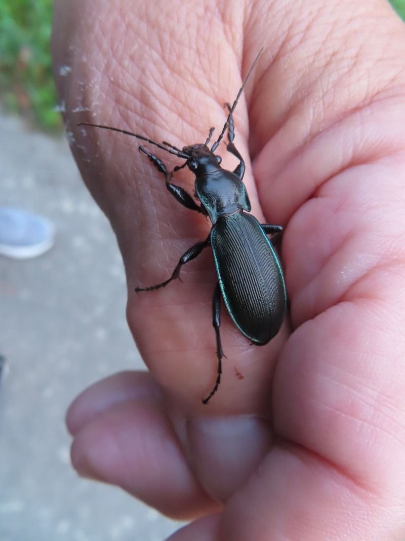 Carabus splendens  - Jose Manuel Unanue