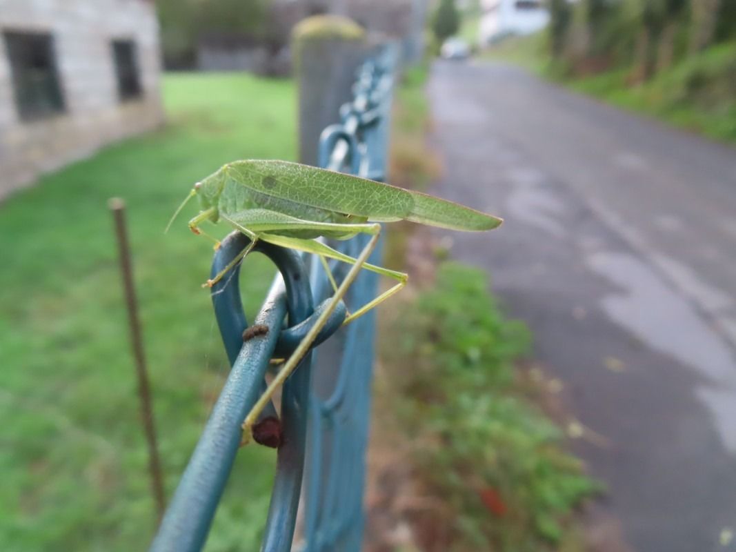 Phaneroptera sp.  - Jose Manuel Unanue