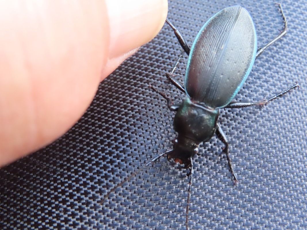 Carabus splendens  - Jose Manuel Unanue