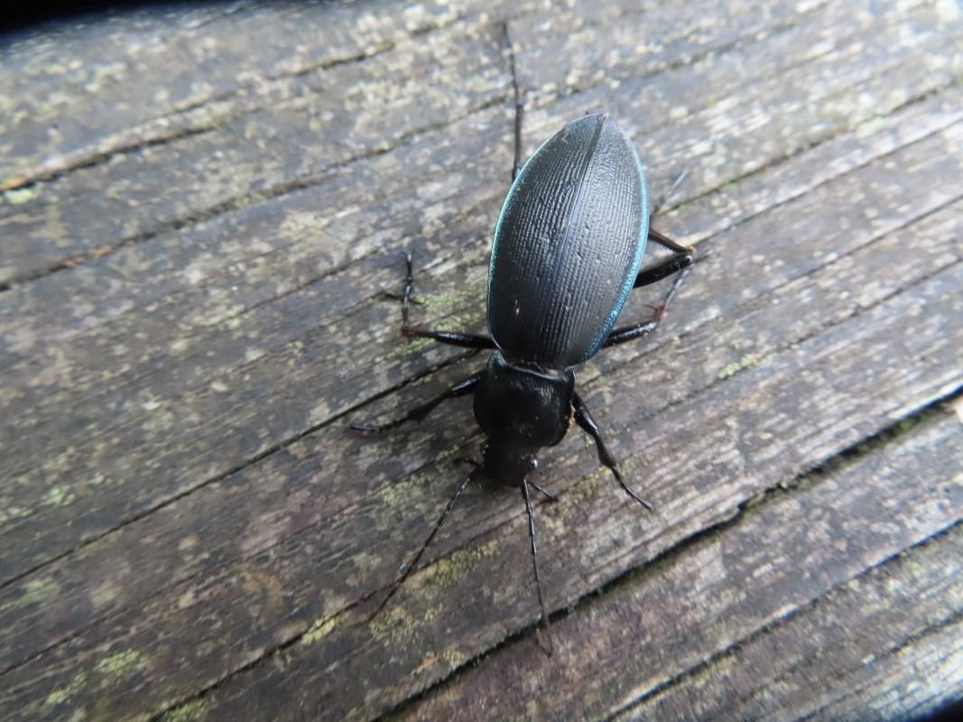 Carabus splendens  - Jose Manuel Unanue