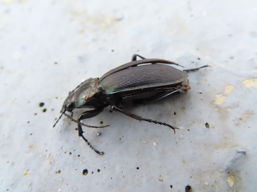 Carabus splendens  - Jose Manuel Unanue