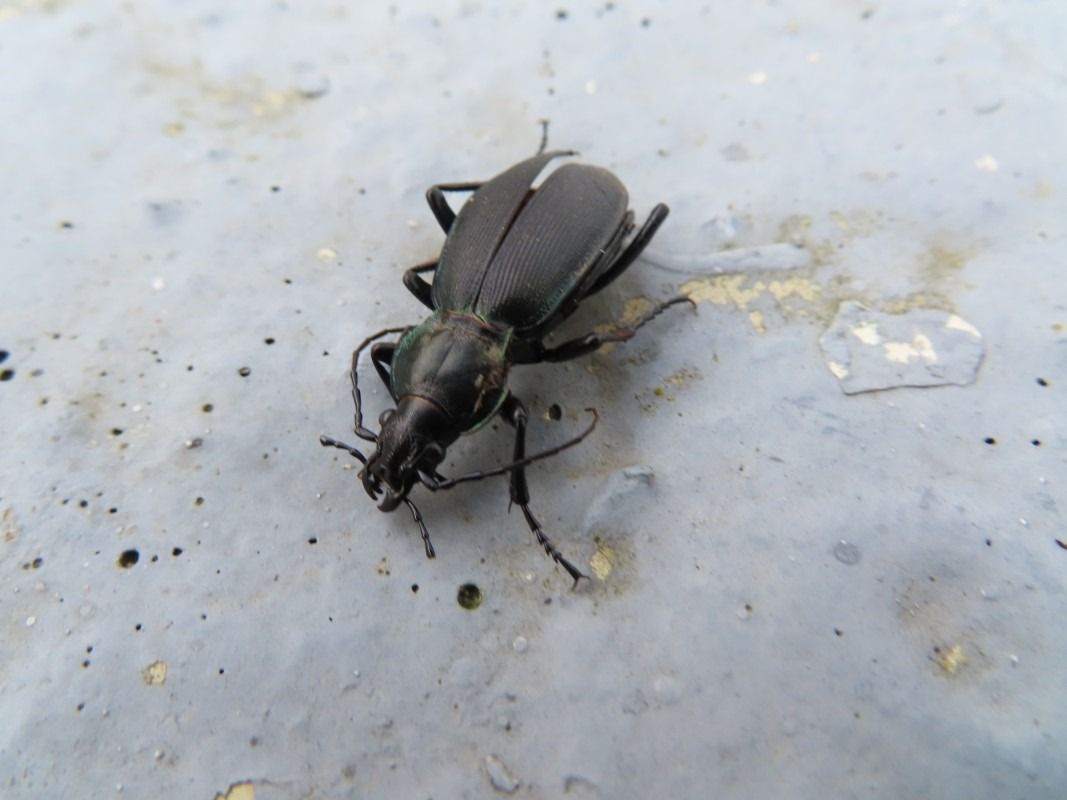 Carabus splendens  - Jose Manuel Unanue