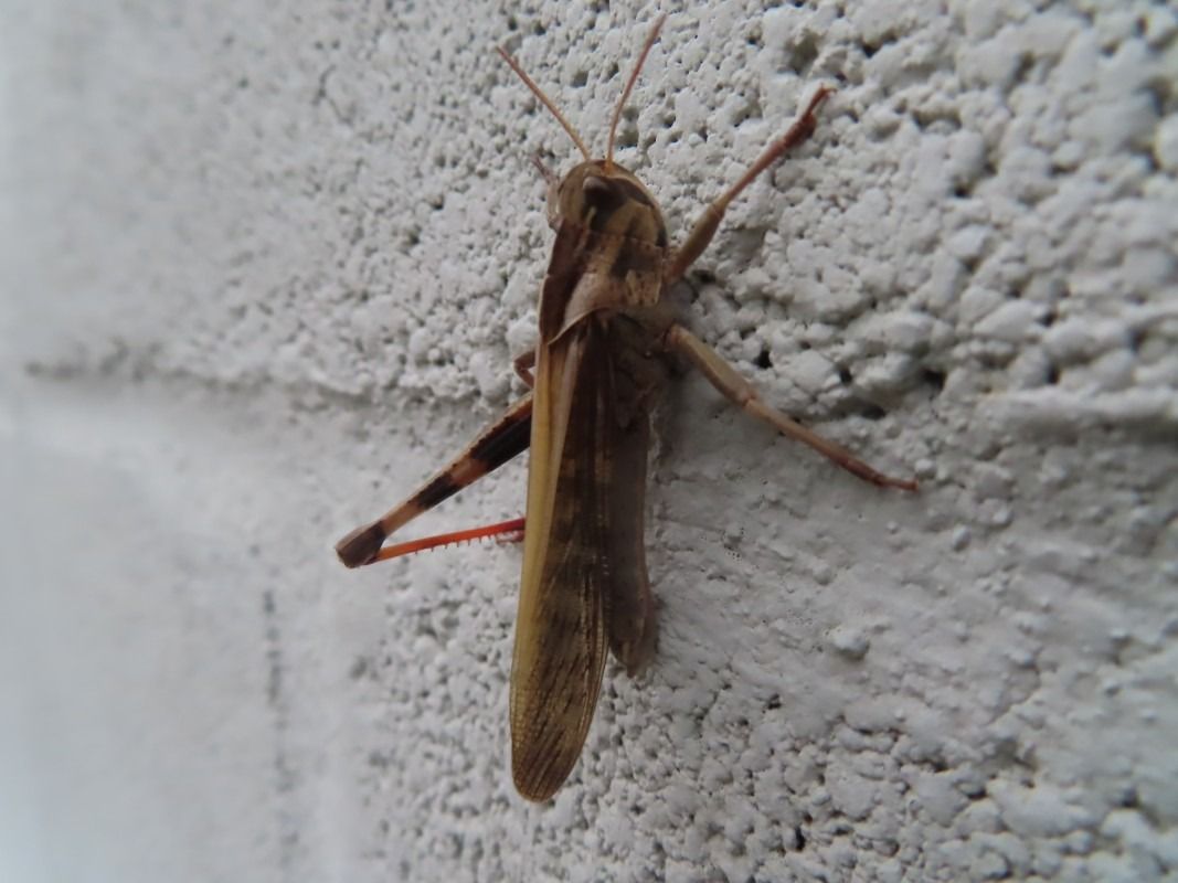 Chorthippus brunneus  - Jose Manuel Unanue