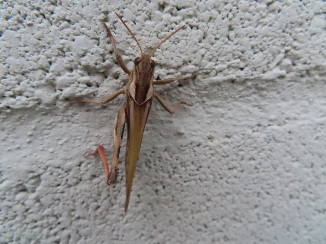 Chorthippus brunneus  - Jose Manuel Unanue