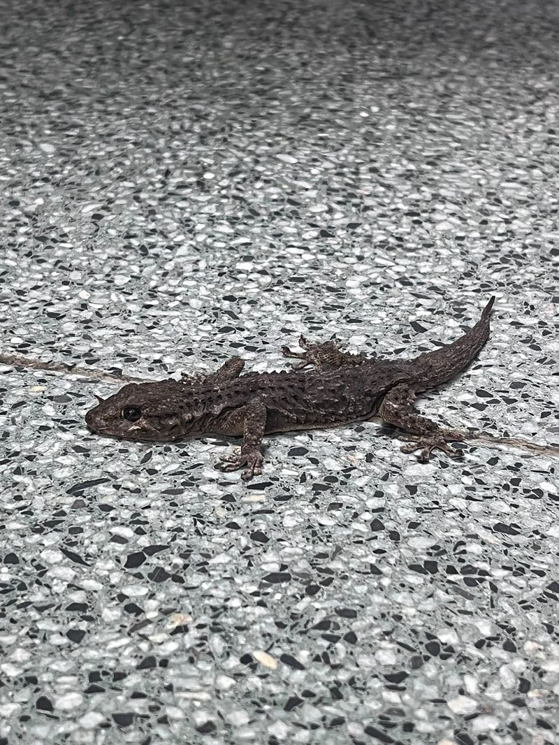 Dragoitxo arrunt  - Maider Antin