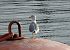 Yellow-legged Gull (Larus michahellis) © Alfredo Herrero