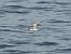 Common Tern (Sterna hirundo) © Alfredo Herrero