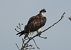 Águila Pescadora (Pandion haliaetus) © Alfredo Herrero