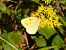 Colias común (Colias crocea) © Alfredo Herrero