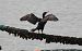 Cormorán Moñudo (Gulosus aristotelis) © Alfredo Herrero