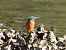 Martin arrantzalea (Alcedo atthis) © Alfredo Herrero